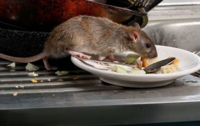 Rat  House Tenant Eviction